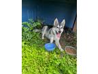 Adopt June a Gray/Silver/Salt & Pepper - with White Husky / Mixed dog in Fort