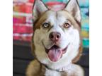 Adopt Camila Abozzo a Siberian Husky / Mixed dog in Mission, KS (38656062)