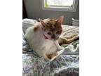 Adopt Jake a White (Mostly) American Shorthair / Mixed (short coat) cat in