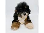 Mutt Puppy for sale in Corona, CA, USA