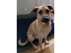Adopt Ziggy a Tan/Yellow/Fawn - with Black Black Mouth Cur / Boxer / Mixed dog
