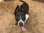 Adopt MARCUS a Black Mixed Breed (Medium) / Mixed dog in Houston, TX (38616604)