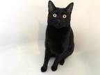 Adopt George a All Black American Bobtail / Mixed (short coat) cat in Saint