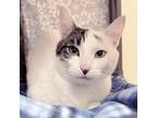 Adopt Mika a White Domestic Shorthair / Mixed cat in Santa Barbara