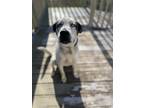 Adopt Presley a White - with Black Great Dane / Retriever (Unknown Type) / Mixed