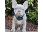 French Bulldog Puppy for sale in Seattle, WA, USA