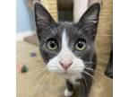 Adopt Gloria a Gray or Blue Domestic Shorthair / Mixed cat in Wadena