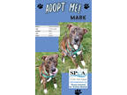 Adopt Mark a Brindle American Pit Bull Terrier / Mixed dog in Niagara Falls