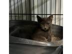 Adopt Chupacabra a Gray or Blue Domestic Shorthair / Mixed cat in Stephenville