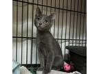 Adopt Alien a Gray or Blue Domestic Shorthair / Mixed cat in Stephenville