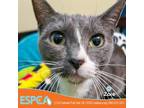 Adopt Zoie a Gray or Blue Domestic Shorthair / Mixed cat in Enid, OK (38700730)
