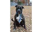 Adopt CJ - Adoptable a Staffordshire Bull Terrier / Mixed Breed (Medium) / Mixed