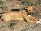 Adopt Brody. Brew a Tan/Yellow/Fawn - with White Labrador Retriever / Mixed dog