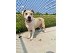 Adopt Monroe a Tan/Yellow/Fawn Mixed Breed (Medium) / Mixed dog in Matteson