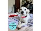 Adopt Sugar a White Jack Russell Terrier / Mixed dog in Philadelphia