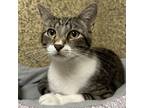 Adopt Francesca a Brown Tabby Domestic Shorthair / Mixed cat in Merriam