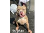 Adopt Sapphire a Tan/Yellow/Fawn Mixed Breed (Large) / Mixed dog in Pomona