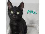 Adopt Mika a All Black Domestic Shorthair / Mixed cat in Fayetteville