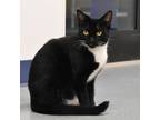 Adopt Tiara a All Black Domestic Shorthair / Mixed cat in West Palm Beach