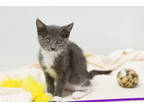 Adopt Della a Gray or Blue Domestic Shorthair / Domestic Shorthair / Mixed cat