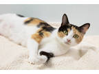 Adopt Delaney a Orange or Red Domestic Shorthair / Domestic Shorthair / Mixed