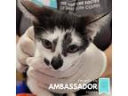 Adopt Suki a White Domestic Shorthair / Mixed cat in Sarasota, FL (38642305)