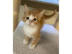 Adopt Cyrus a Orange or Red Tabby Domestic Shorthair (short coat) cat in