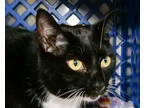 Adopt ELAINE a All Black Domestic Shorthair / Mixed cat in West Seneca