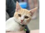 Adopt Kiwi Man a Tan or Fawn Tabby Domestic Shorthair / Mixed cat in Huntsville