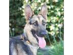 Adopt Archie a Black German Shepherd Dog / Mixed dog in Long Beach