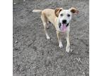 Adopt Dane a Tan/Yellow/Fawn Pointer / Mixed dog in Staten Island, NY (38720877)