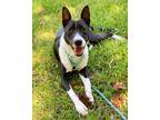 Adopt Big a Black Bull Terrier / Mixed dog in Baton Rouge, LA (35972148)