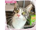 Adopt Grinch a Gray, Blue or Silver Tabby Domestic Shorthair cat in Toms River