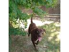 Adopt Super Sonic a Brown/Chocolate Labrador Retriever / Mixed dog in Beaumont