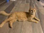 Adopt Pita a Domestic Shorthair / Mixed (short coat) cat in Hoover