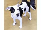 Adopt Domino a White American Staffordshire Terrier / Mixed dog in Wickenburg