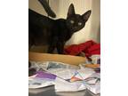 Adopt 2023-06-197 *Kimbo*. a Domestic Shorthair / Mixed (short coat) cat in