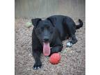 Adopt Sweet 23 a Labrador Retriever / Mixed dog in Brookhaven, MS (38719634)
