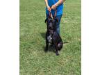 Adopt LEX a Black Labrador Retriever / Mixed dog in Cleburne, TX (38710639)