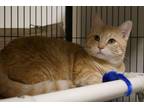 Adopt Grogu a Cream or Ivory (Mostly) American Shorthair (short coat) cat in New