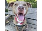 Adopt Tommy B a Tan/Yellow/Fawn - with White Pit Bull Terrier / Mixed dog in