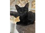 Adopt Onyx a All Black Manx (short coat) cat in Winter Haven, FL (38631222)