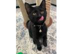 Adopt Phantom a All Black Domestic Shorthair cat in Poplar Grove, IL (38524791)