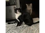 Adopt Elliott and Dash a Gray or Blue Domestic Shorthair / Mixed cat in