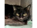 Adopt Lassen a All Black Domestic Shorthair (short coat) cat in Dublin