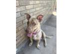 Adopt Nala a Tan/Yellow/Fawn Bull Terrier / Basset Hound dog in oklahoma city