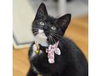 Adopt Spunky a Black & White or Tuxedo Domestic Shorthair (short coat) cat in