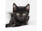 Adopt Lovebug a All Black Domestic Shorthair / Domestic Shorthair / Mixed cat in