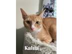 Adopt Kalua a Orange or Red Tabby Domestic Shorthair / Mixed (short coat) cat in