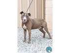 Adopt Oscar a Gray/Blue/Silver/Salt & Pepper American Pit Bull Terrier / Mixed
